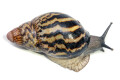 Archachatina papyracea adelinae Cameroon adult